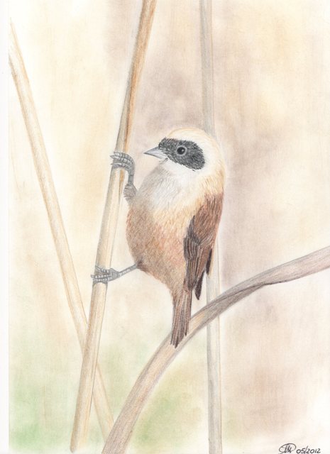 Matite colorate - Pendolino